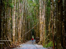 West Coast Wilderness Trail Shuttle & Bike Hire Greymouth